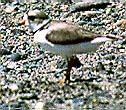 The Plover is Difficult to See 